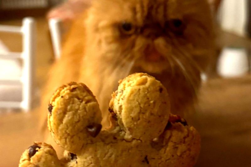 I biscotti gluten free, ricchi di gusto e facilissimi da preparare.