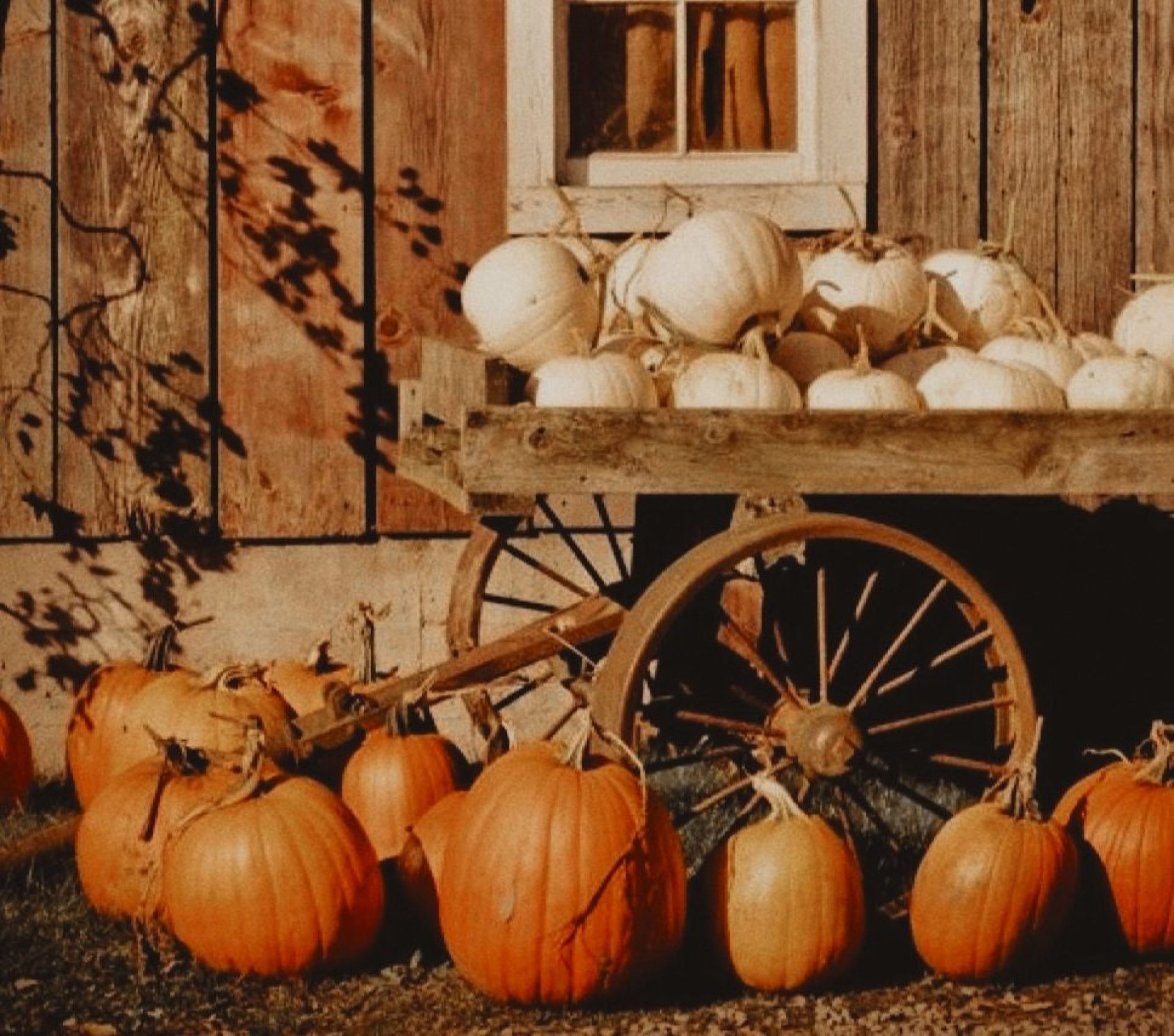 PUMPKIN PATCH, dove scegliere la zucca perfetta