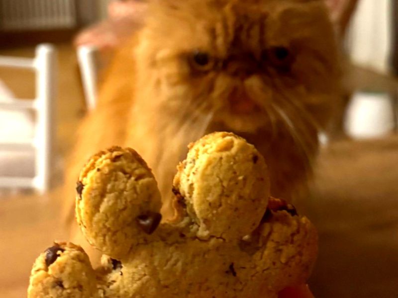 I biscotti gluten free, ricchi di gusto e facilissimi da preparare.