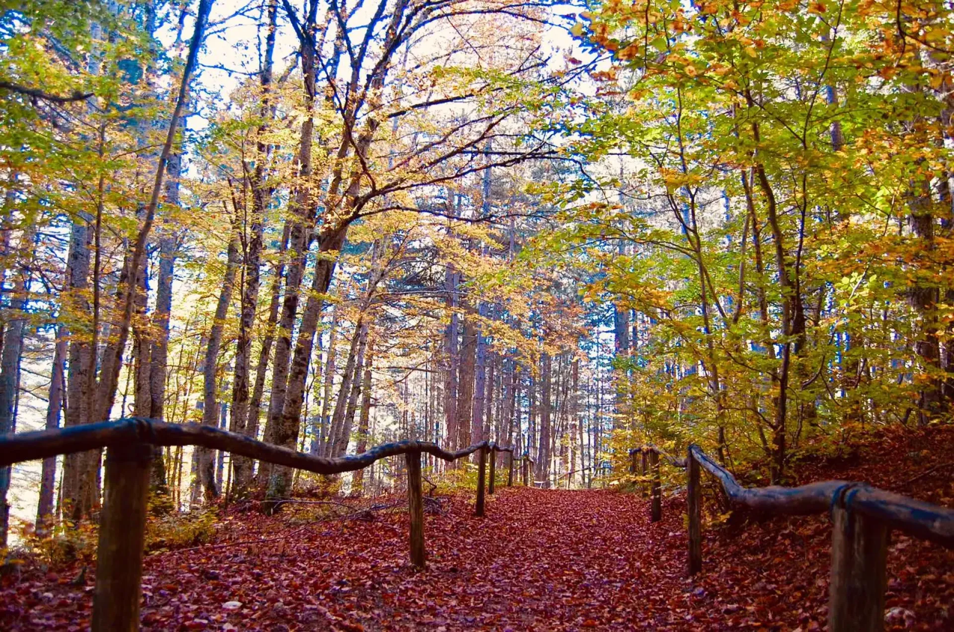 Un pic-nic nel bosco immersi nel foliage