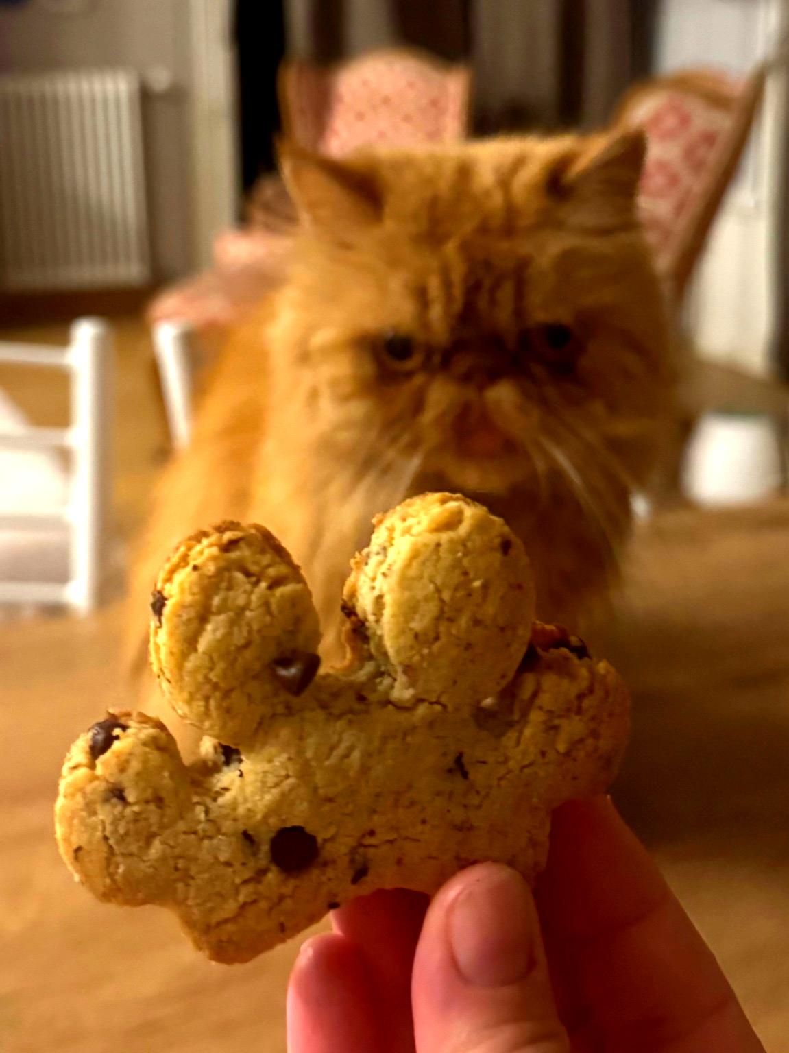 I biscotti gluten free, ricchi di gusto e facilissimi da preparare.