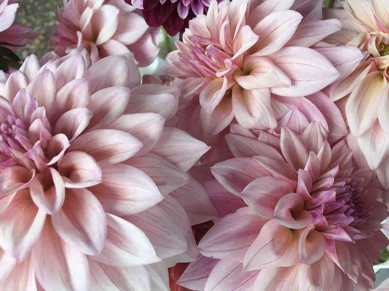 La Dalia: il Meraviglioso Fiore  che Rende Ogni Evento Speciale
